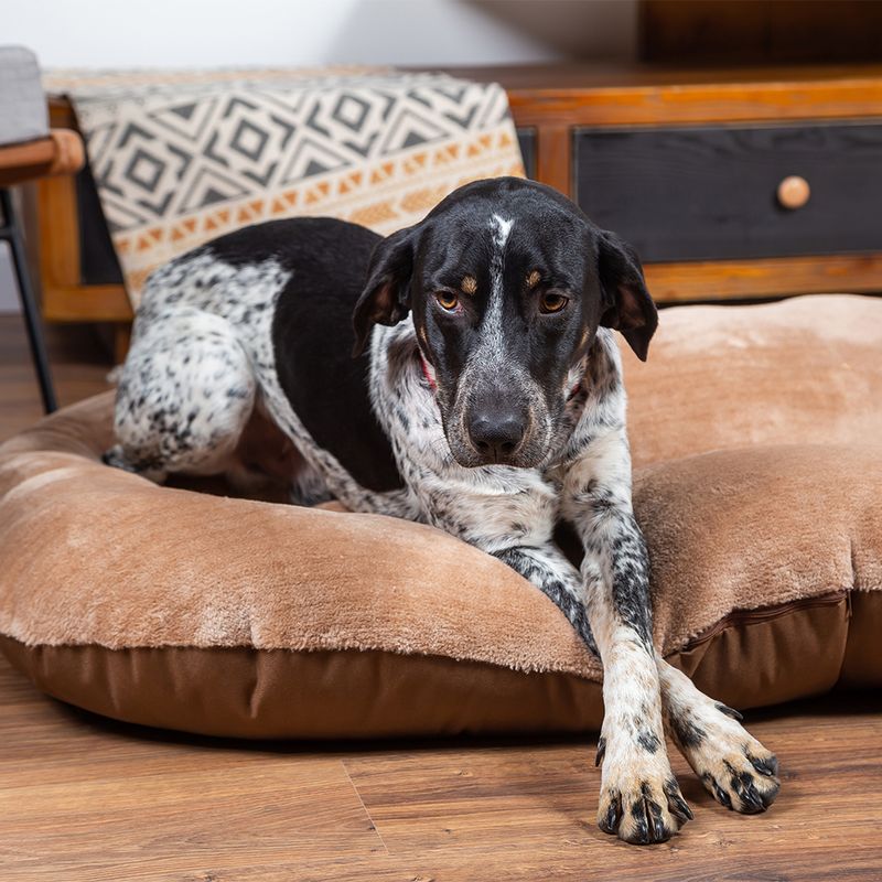 Hundematratze Tibia zu TOP-Preisen