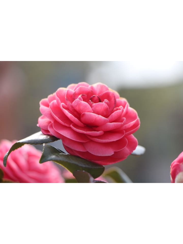 OH2 3er-Set Kamelien in Rosa günstig kaufen onesize