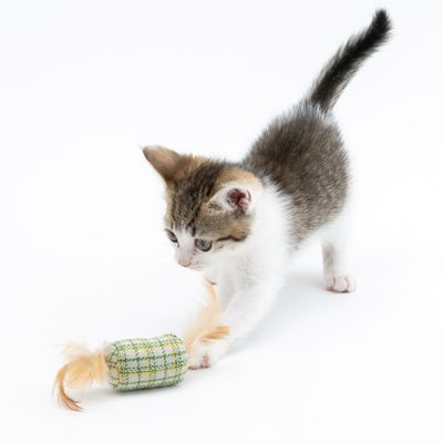 Modern Living Glasgow Katzenspielzeug-Set Mäuse mit Katzenminze