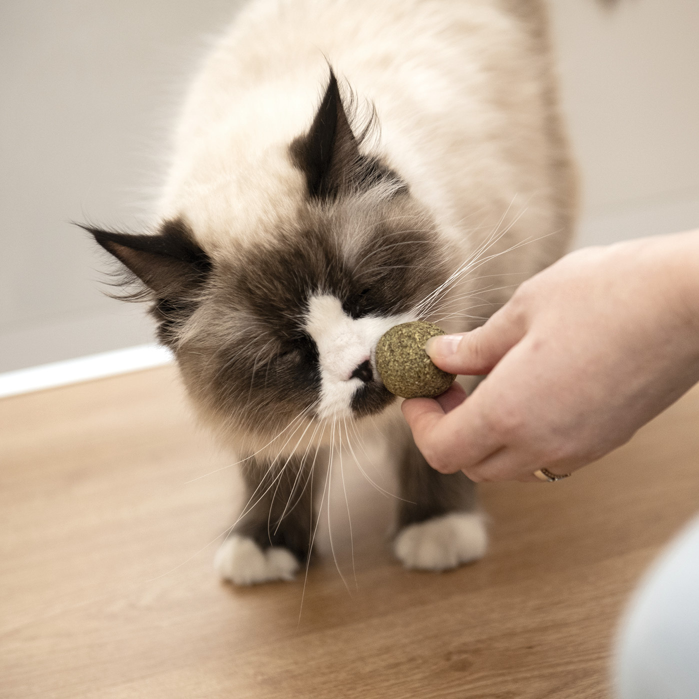 KaraLuna Baldrian & Catnipspielzeug KaraLuna Katzenminze Bälle 3 Stk.