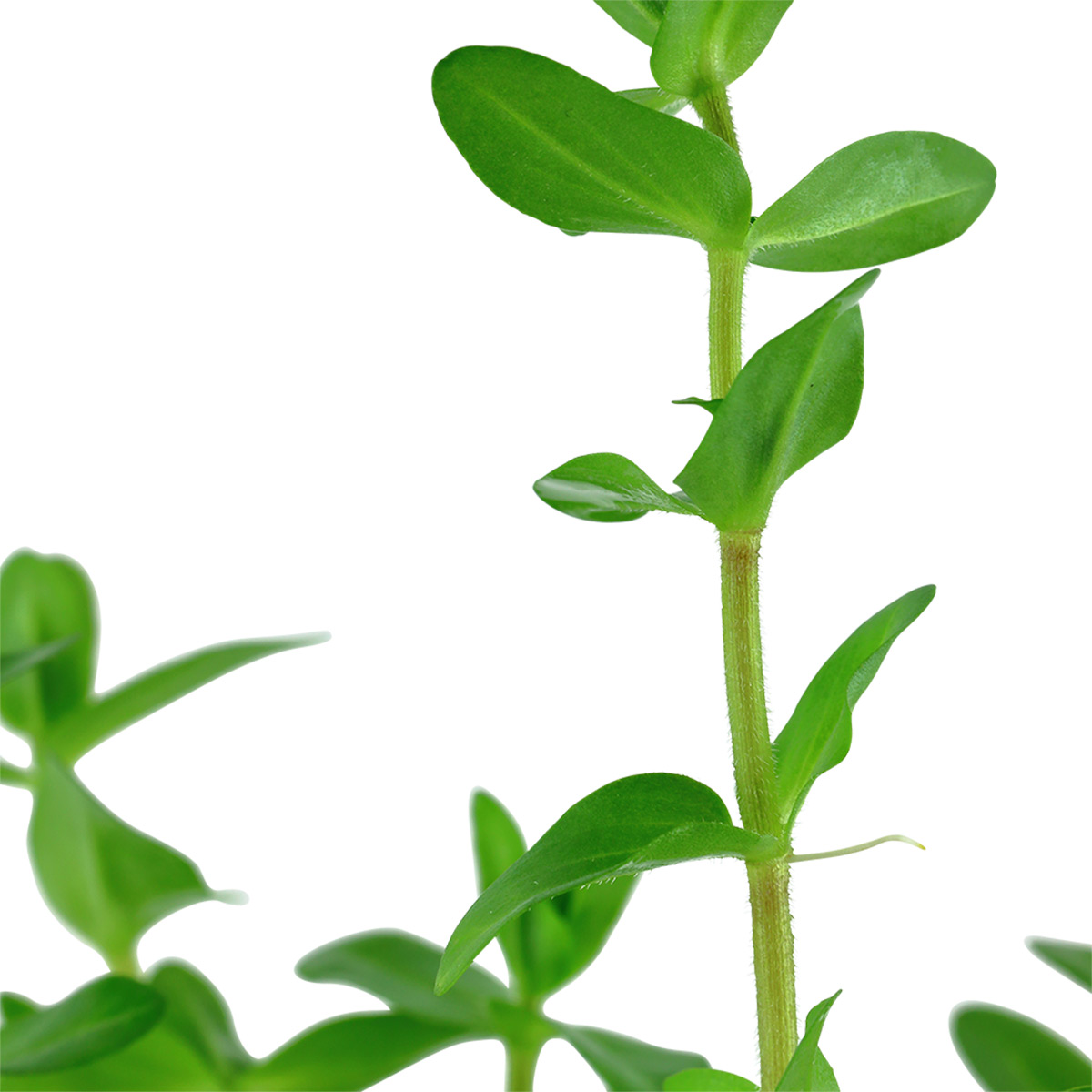 Tropica Aquariumpflanze Bacopa caroliniana kaufen