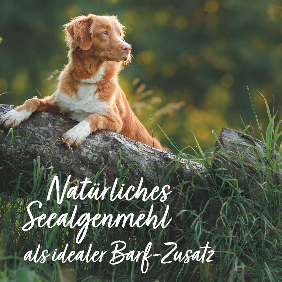 Aniforte Ergänzungsfutter & Aufzucht Aniforte BARF-Line Seealgenmehl 250g