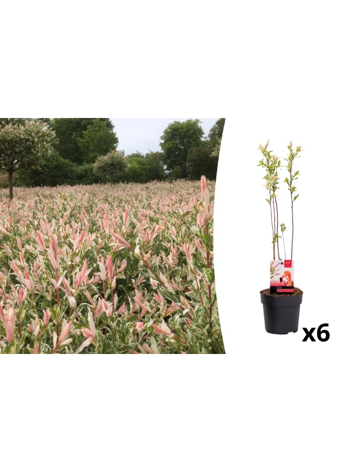 OH2 6er Set: Salixbusch Flamingopflanzen günstig kaufen onesize