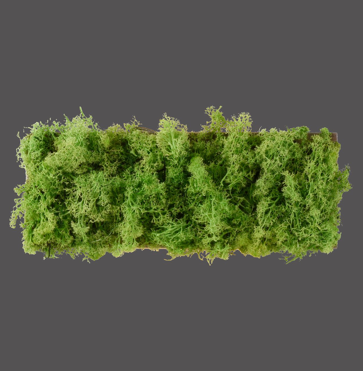 JUST LIGHT LED Wandleuchte GREEN CARLO, mit echtem Moos, 3000 K