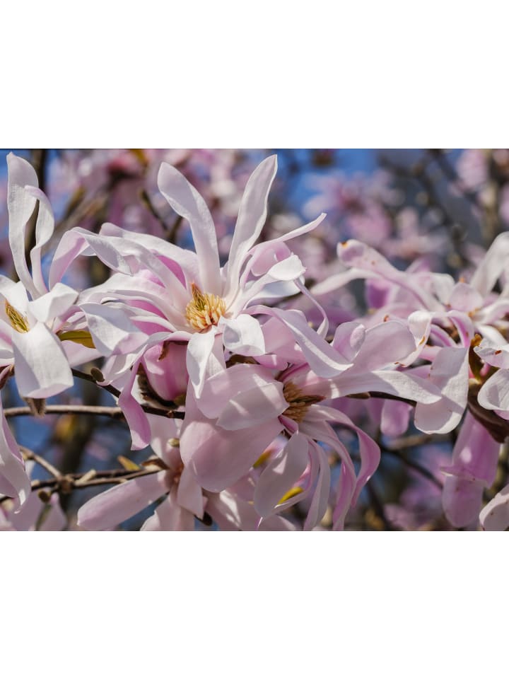 OH2 3er-Set: Magnolien in Bunt günstig kaufen onesize