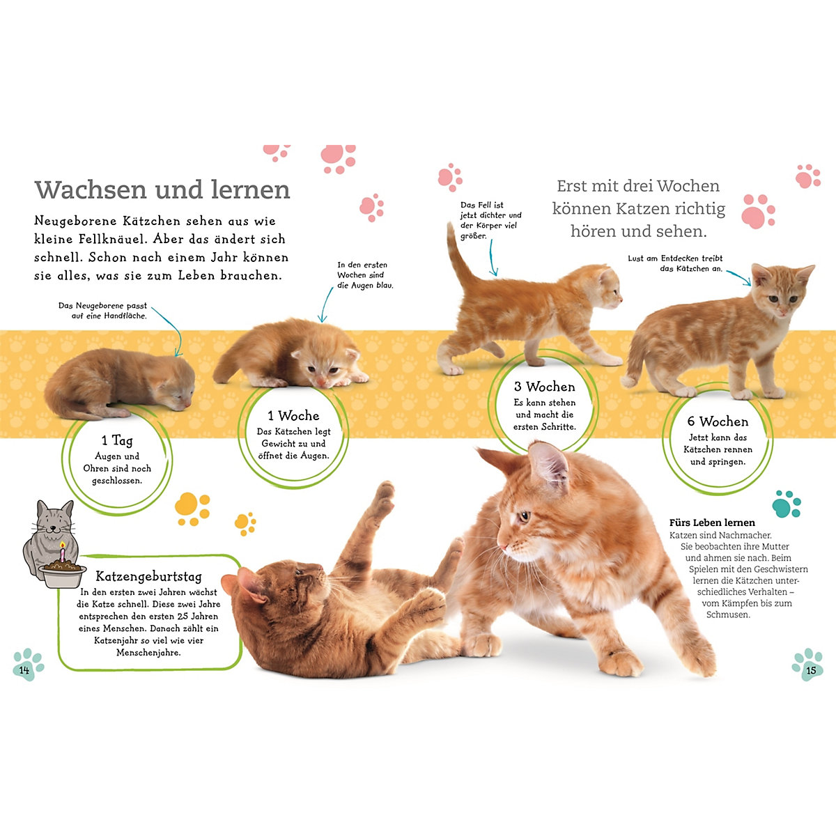 Alles über deine Katze