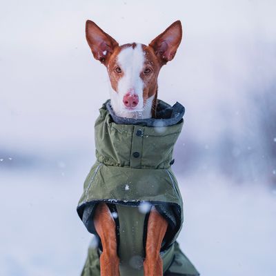 Rukka® Warmup Hundemantel, oliv