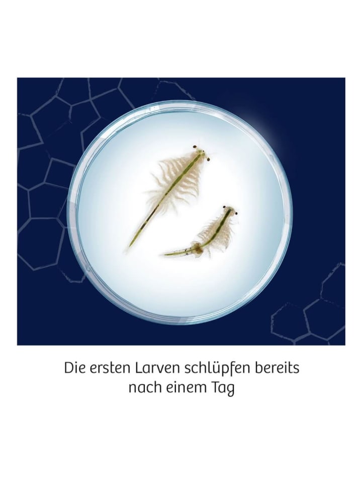 Kosmos Experimentierset Fun Science Wuselnde Salzkrebse, 8-12 Jahre günstig kaufen onesize
