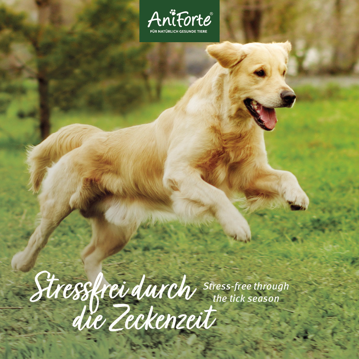 Aniforte Ergänzungsfutter & Aufzucht Aniforte Zecken Schild (bis 10kg) für kleine Hunde 60 Kapseln