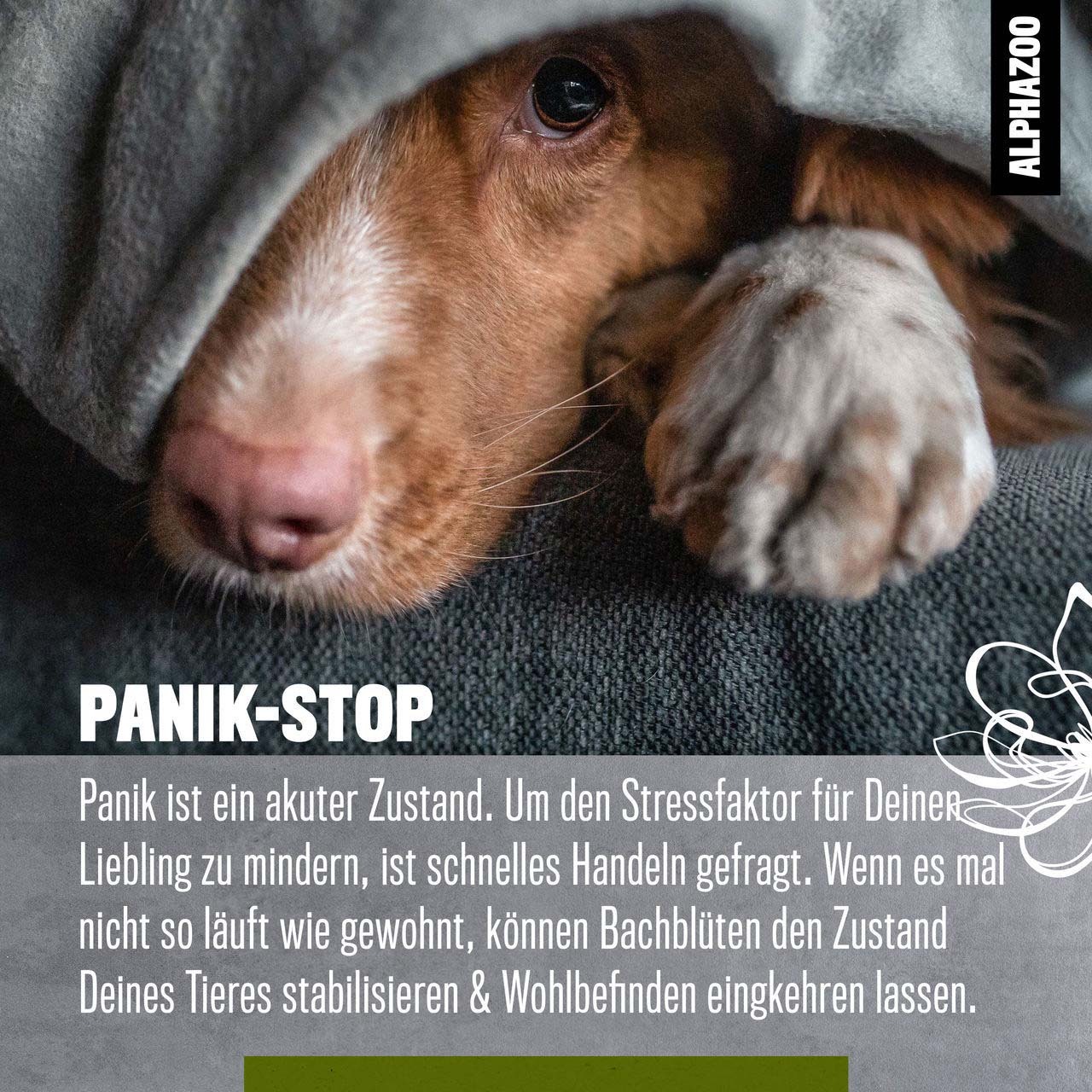 ALPHAZOO Ergänzungsfutter & Aufzucht ALPHAZOO Panik-Stop Bachblüten, Globuli für Hunde und Katzen