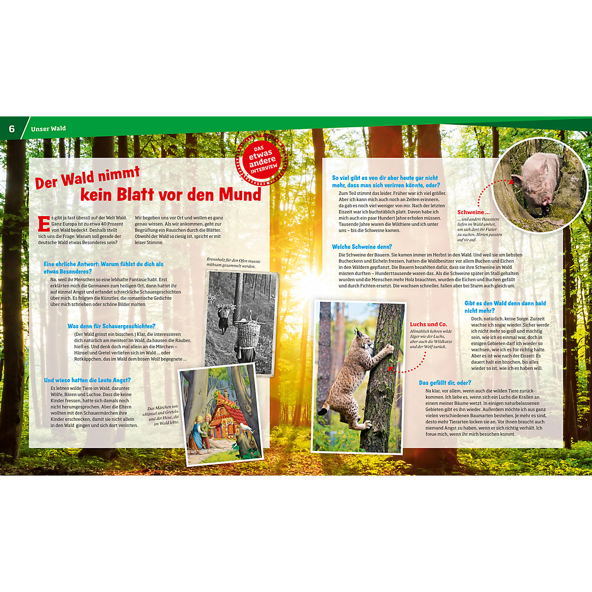 WAS IST WAS Wald - Mehr als nur Bäume