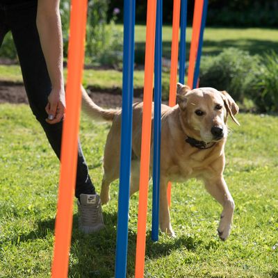 Agility Fun & Sport Slalom-Set
