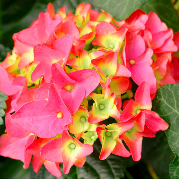 Bauernhortensie King Size Pink