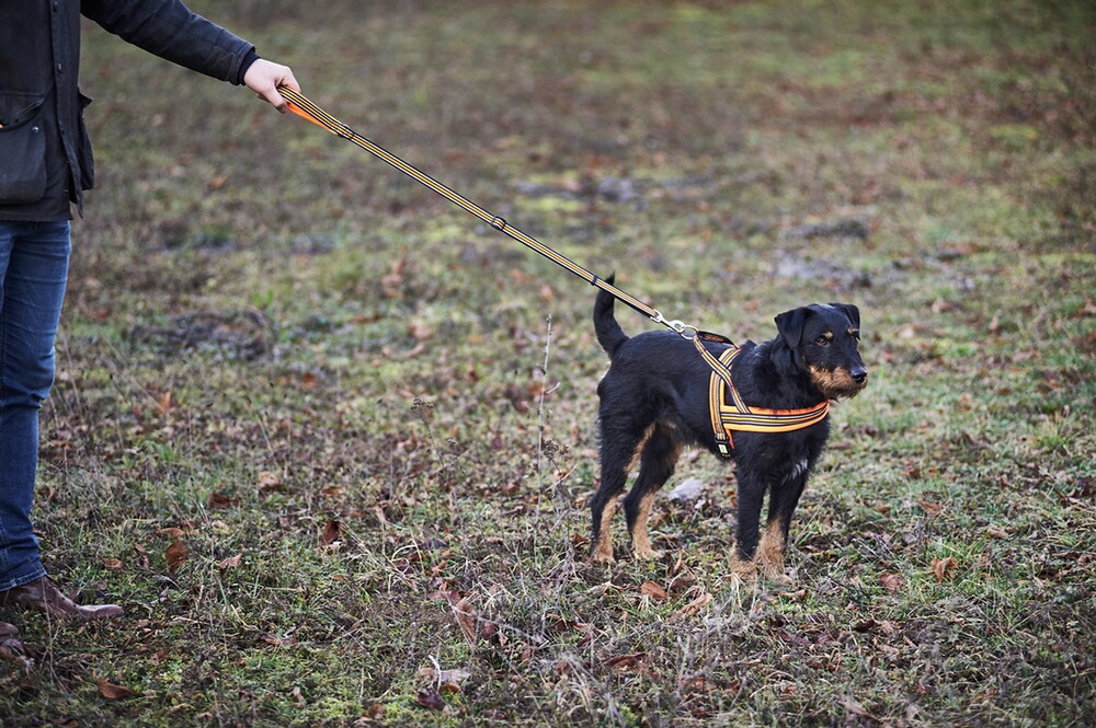 Heim Hundegeschirr Signal
