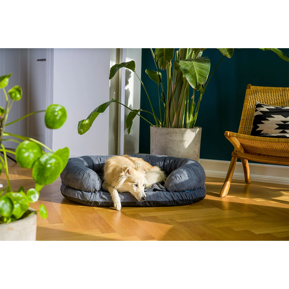 ZooRoyal Orthopädisches Hundebett Lasse kaufen