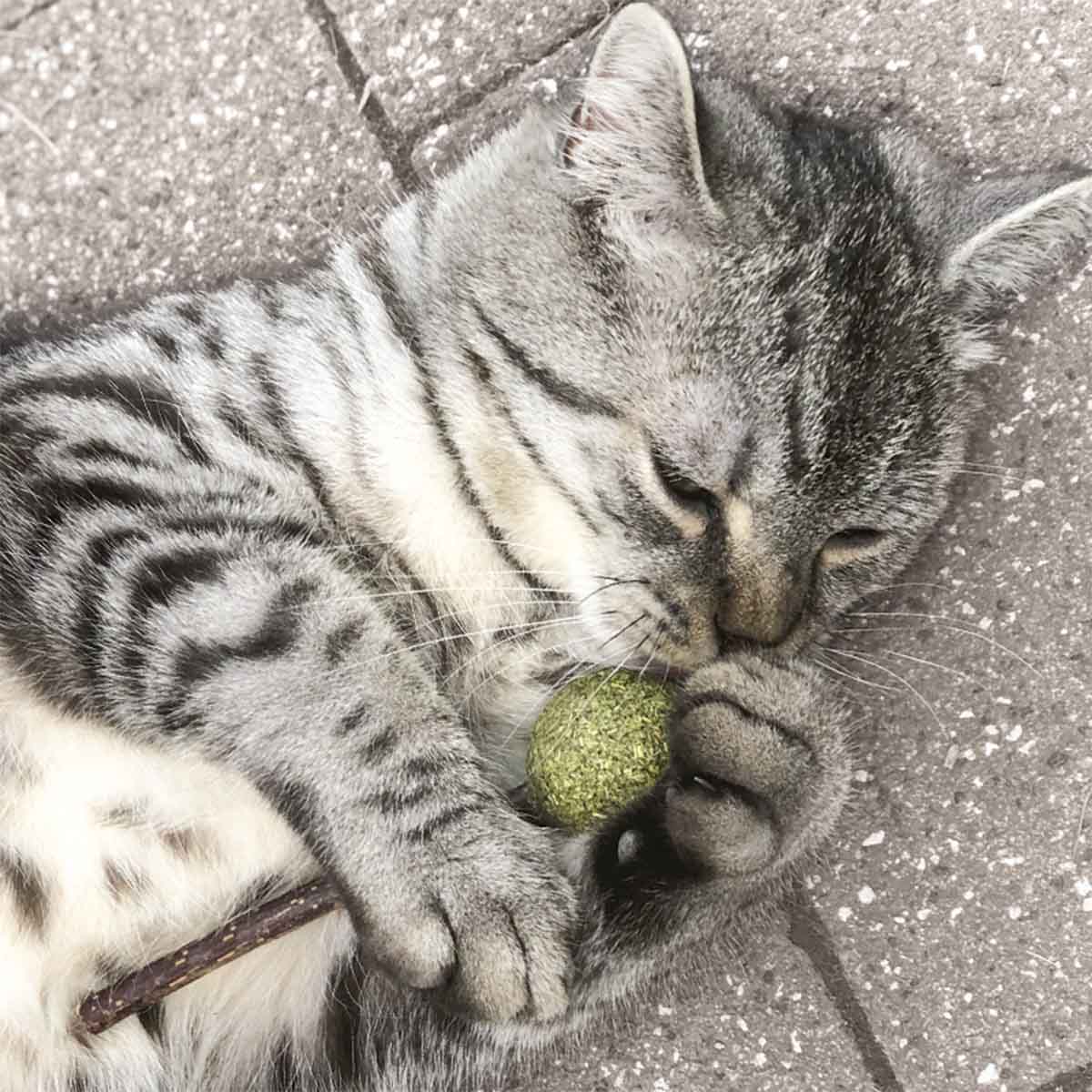 Aumüller Matatabi mit Catnip Lolli - 2er Set kaufen