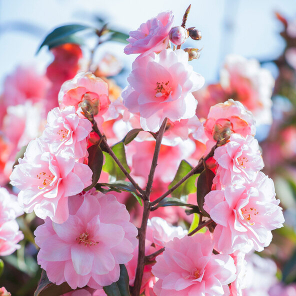 Gartenkamelie, rosa