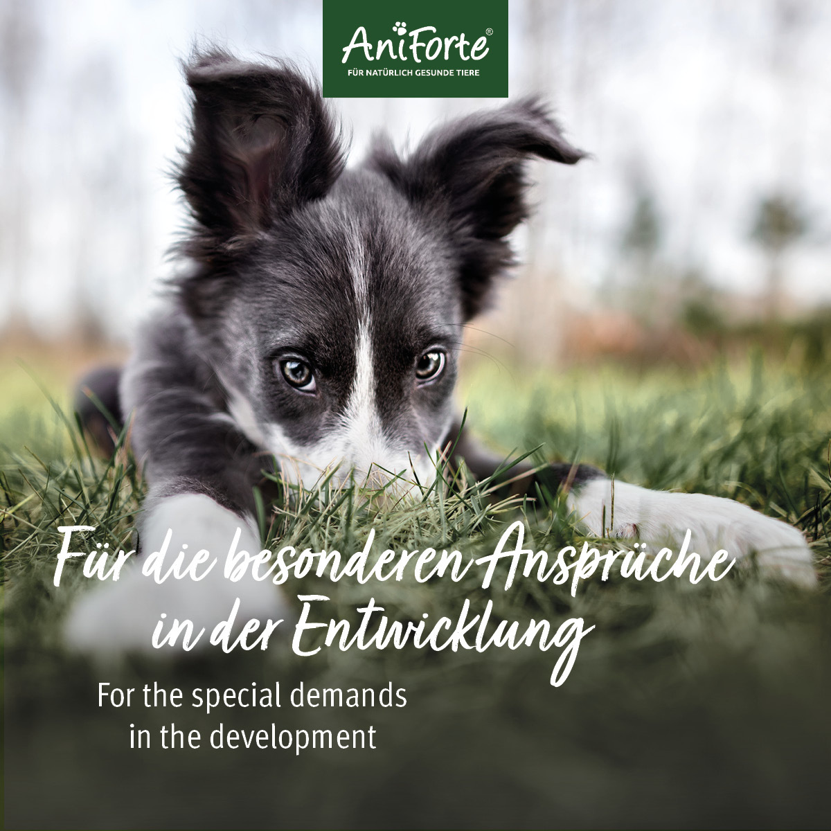 Aniforte Ergänzungsfutter & Aufzucht Aniforte Junior Active 250 g