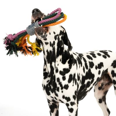 Nomad Tales Spirit Hundespielzeug Multirope