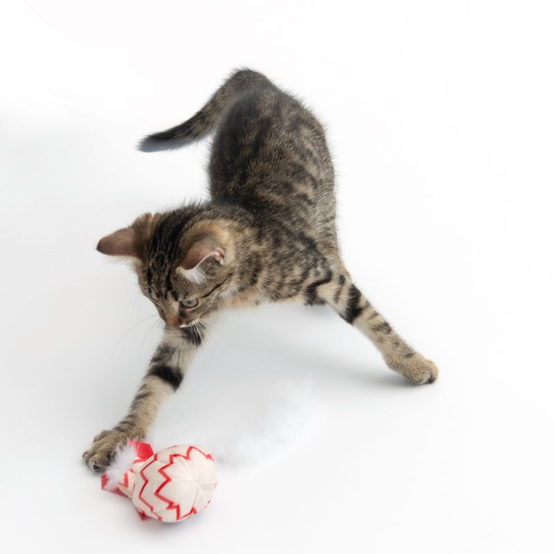 TIAKI Katzenspielzeug Geburtstagsballon zu TOP-Preisen | bitiba %