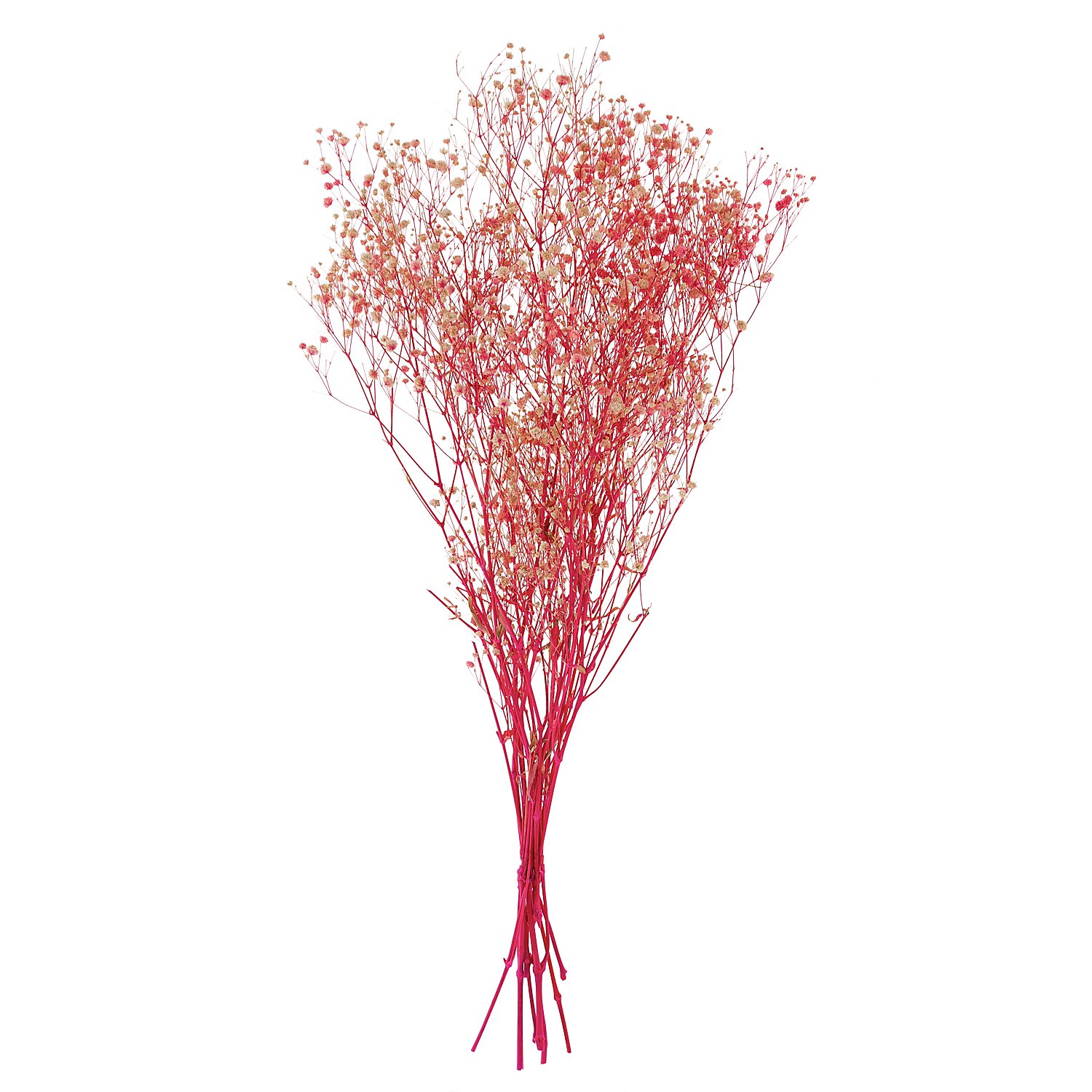 Schleierkraut, pink, 60 cm