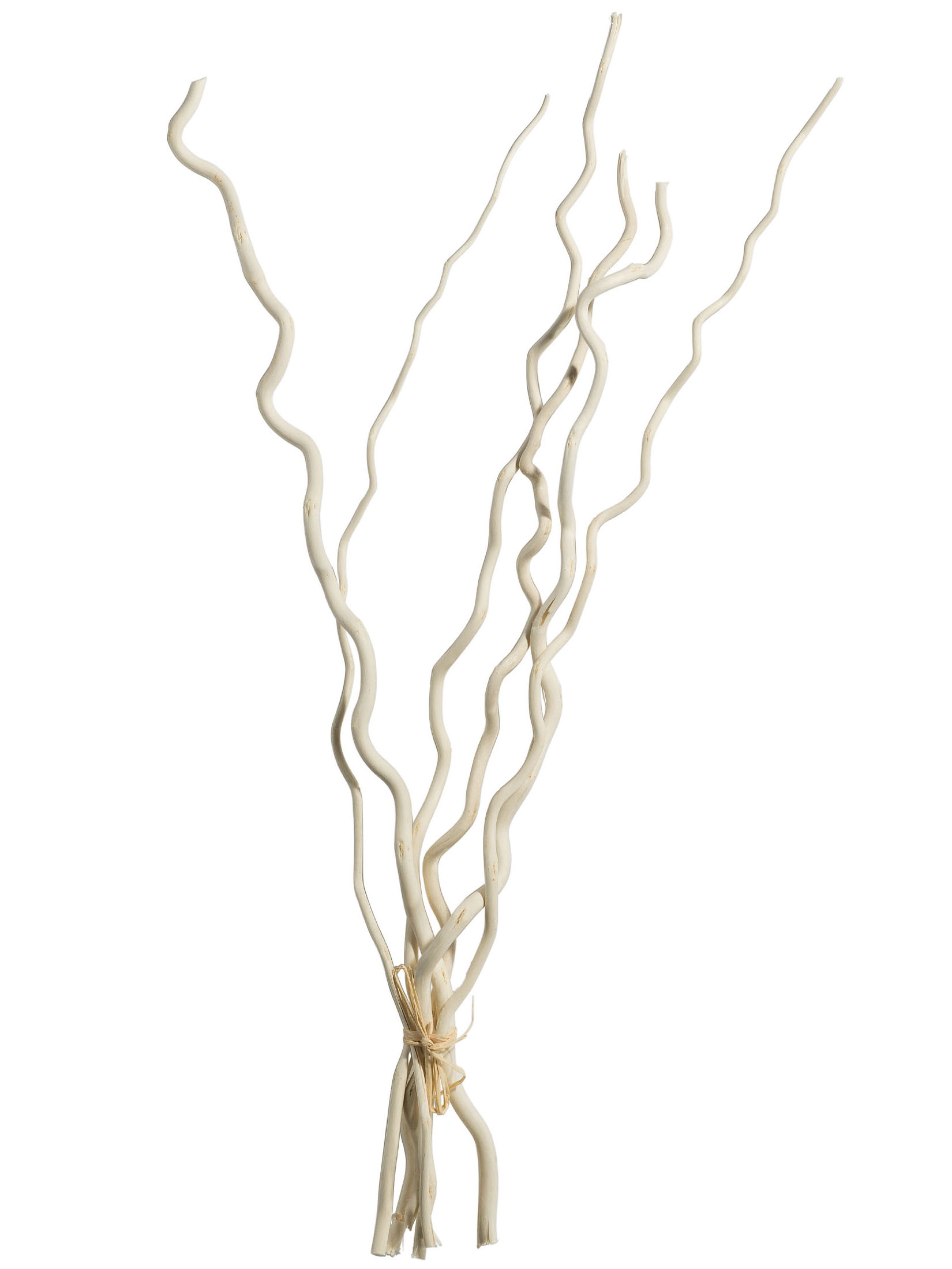 Kuwastäbe Trockenblume, Weiss