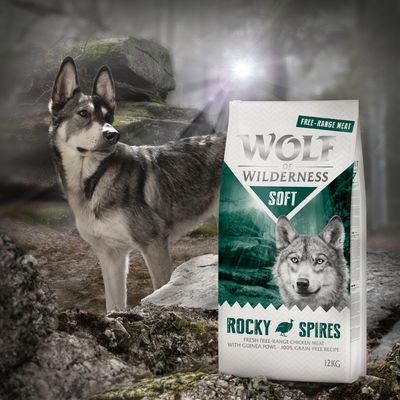 Wolf of Wilderness 