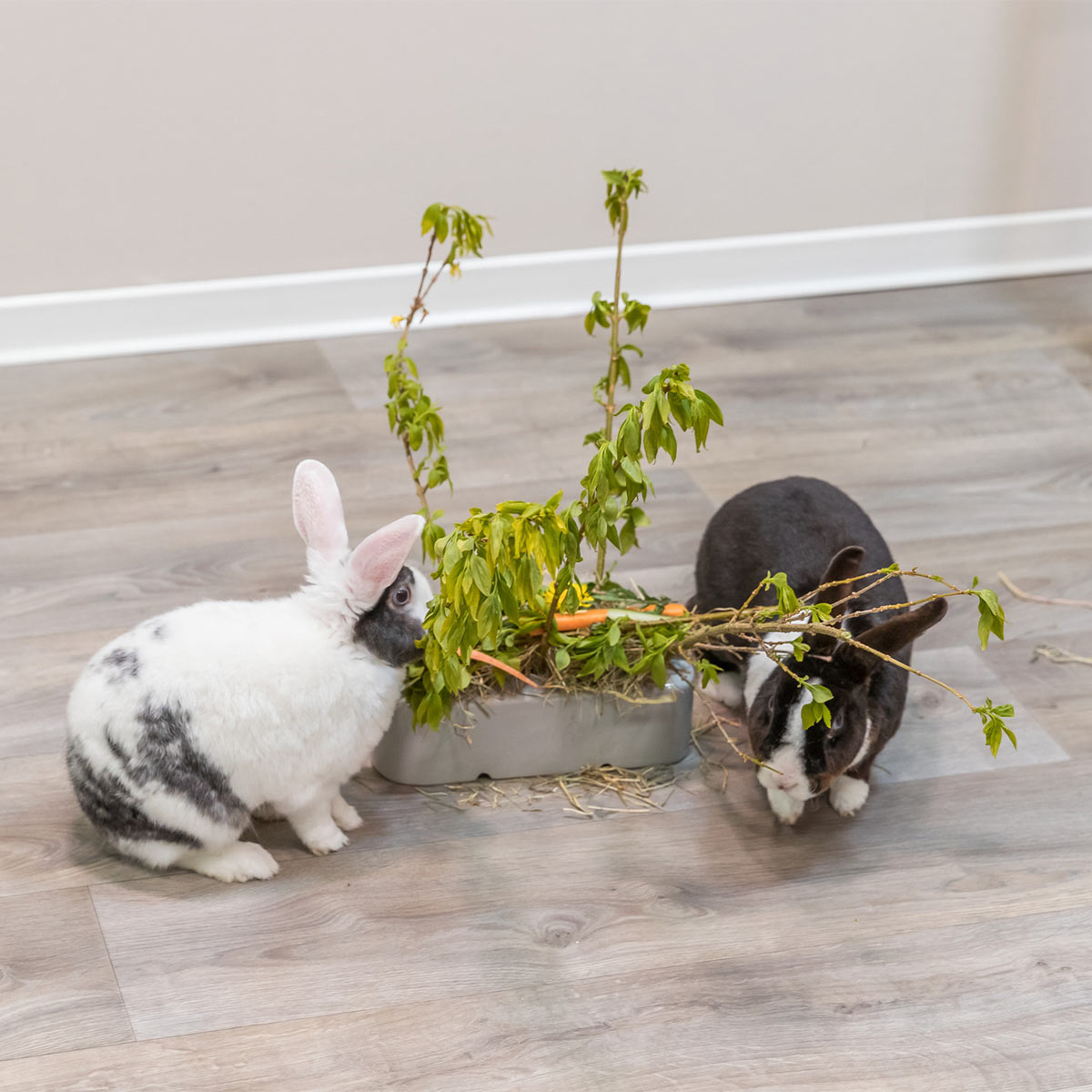 Trixie Futterraufe Keramik und Holz günstig kaufen