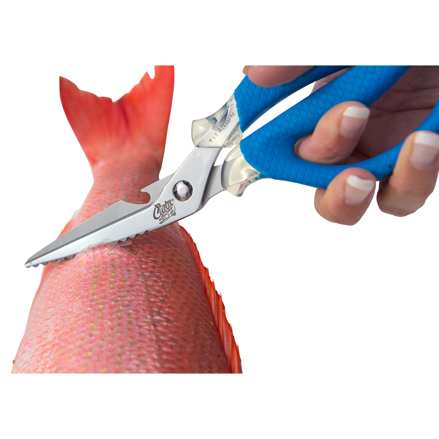 Cuda Schere Marine Shears (20 cm)