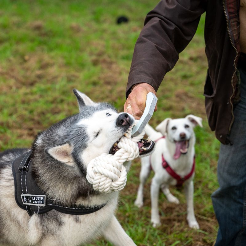 Modern Living Hundespielzeug Vigo zu TOP-Preisen
