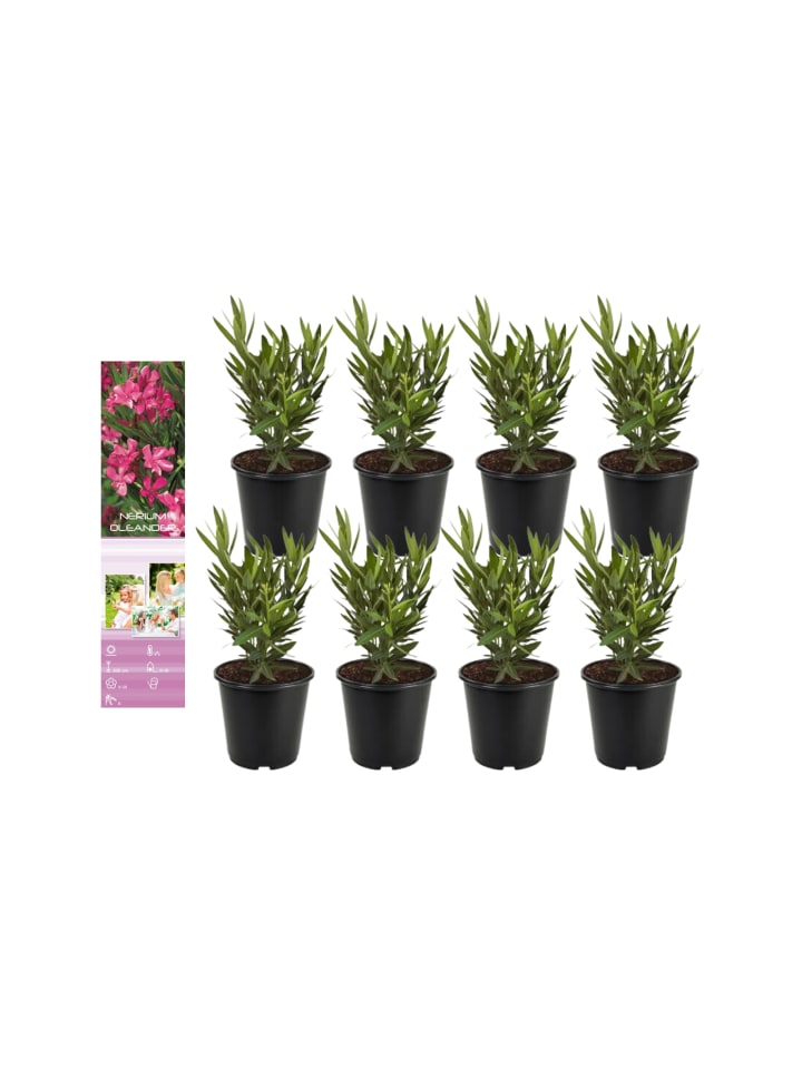 OH2 8er-Set: Tropische Oleanderpflanzen in Pink günstig kaufen onesize