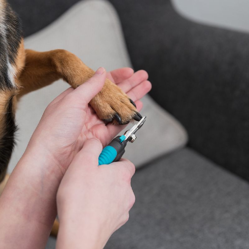 Trixie Krallenschere De Luxe Groß zu TOP-Preisen
