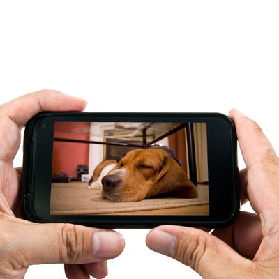 EYENIMAL PET VISION LIVE FULL HD Camera