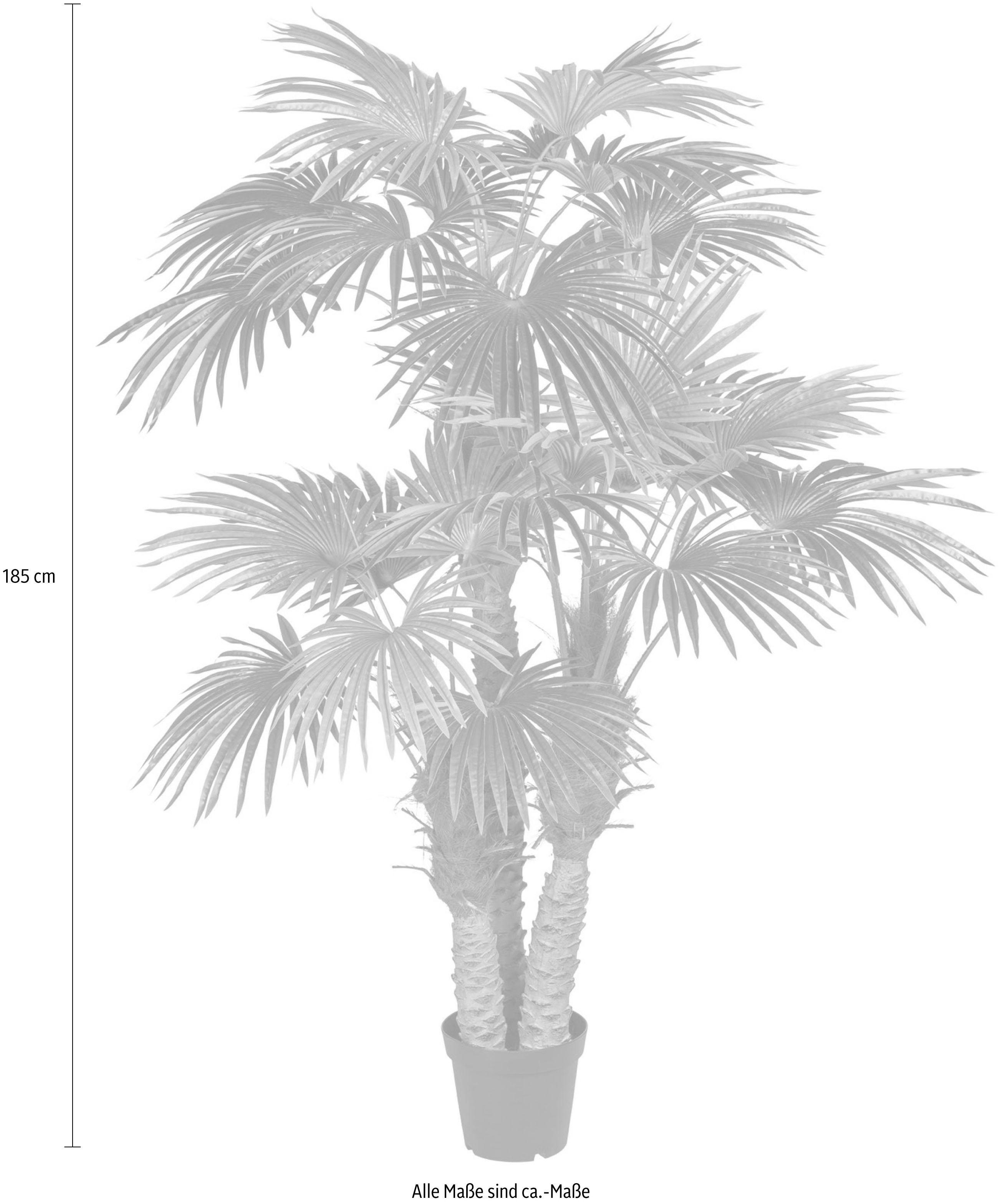 Kunstpalme Fächerpalme Palme, Creativ green, Höhe 185 cm