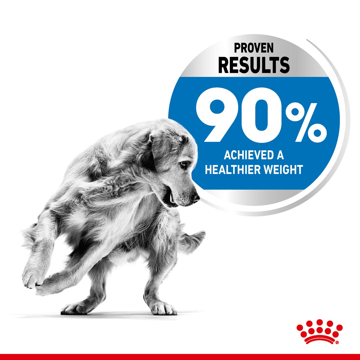ROYAL CANIN LIGHT WEIGHT CARE MAXI Trockenfutter für zu Übergewicht neigenden Hunden