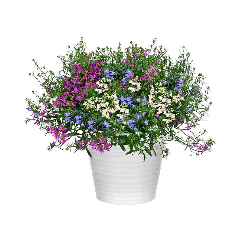 Lobelia stikl.form. fargemix 12 cm