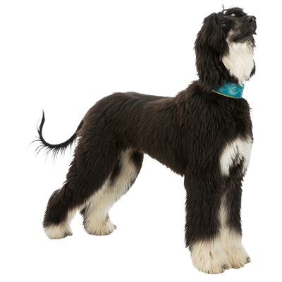Trixie Active Comfort Halsband für Windhunde, petrol/gelb