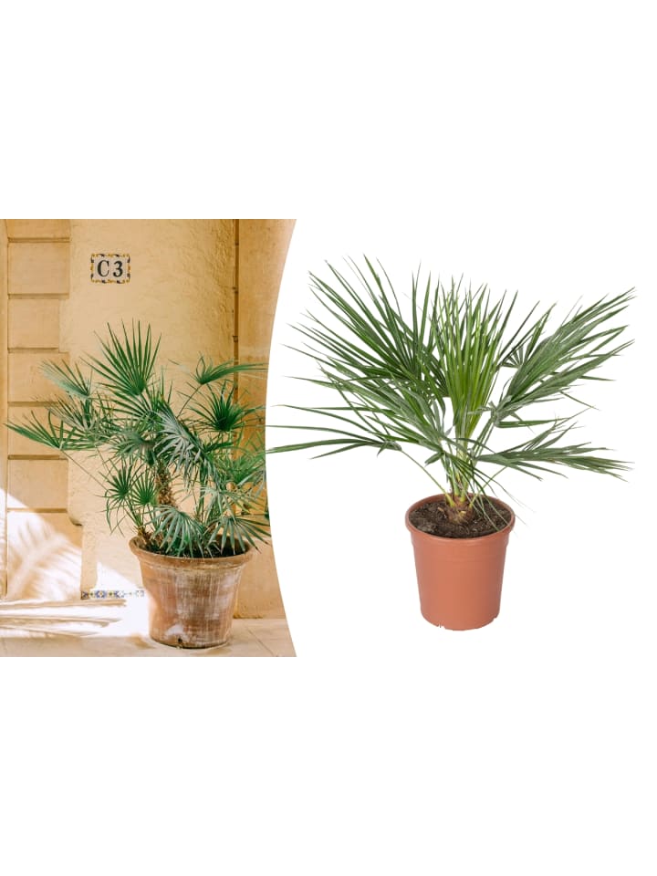 OH2 Chamaerops humilis Groß in Grün günstig kaufen onesize