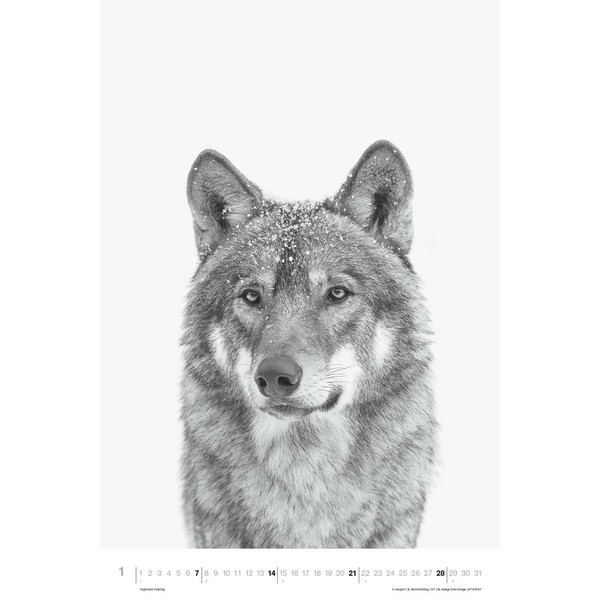 ANIMALS 2024 - FOTO-KALENDER - POSTER-KALENDER - Kalender