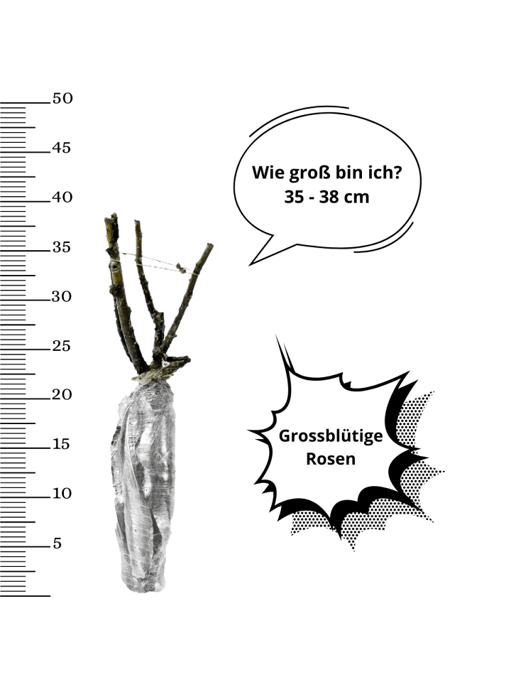 OH2 3er-Set Großblütige Rosen MIX in Bunt günstig kaufen onesize