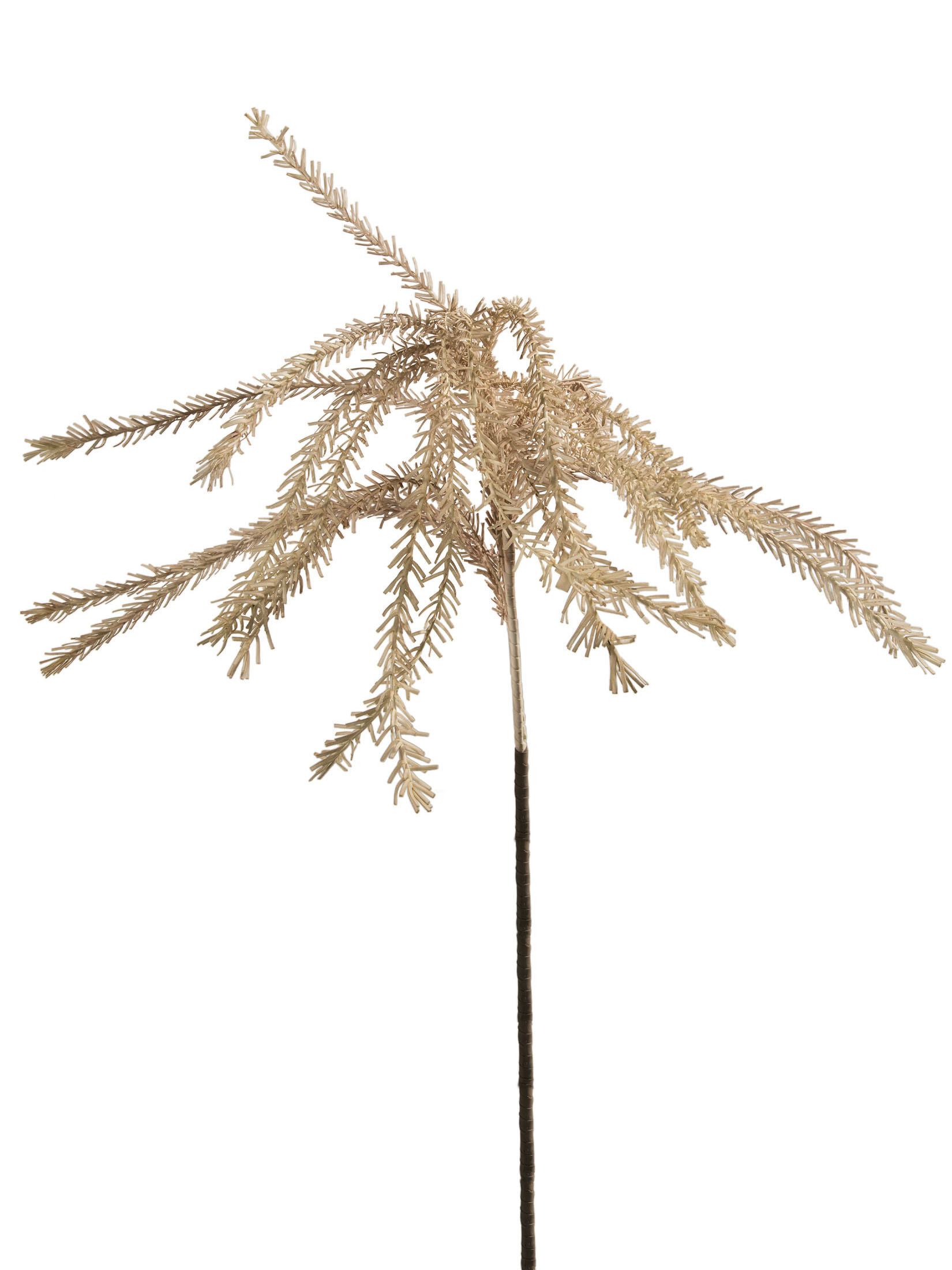 Klariola Kunstblume, Hellbraun