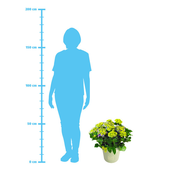 Bauernhortensie King Size Blau