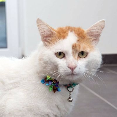 TIAKI Katzenhalsband Sushi