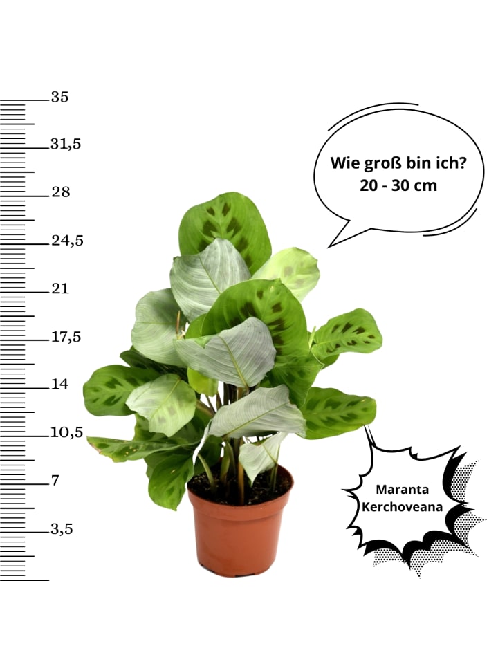 OH2 4er-Set: Exotischer Zimmerpflanzen-Mix in Grün günstig kaufen onesize