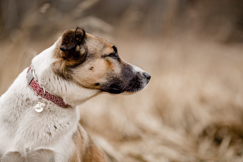 THE DOG IDEA Hundehalsbänder THE DOG IDEA Boho-Chic Halsband June L
