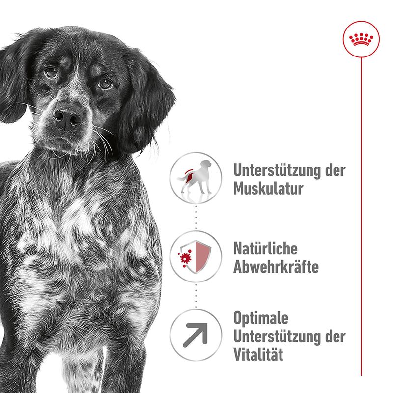Royal Canin Medium Adult 7+