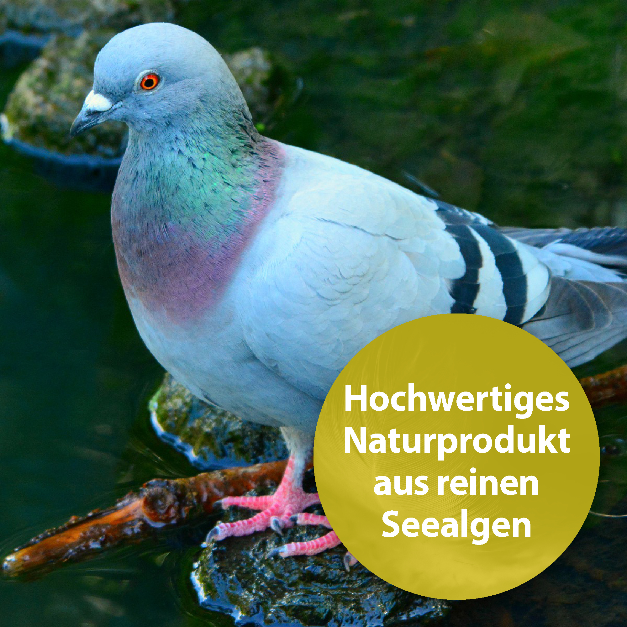 Quiko Ergänzungsfutter Quiko Seealgenmehl 400 g: Für Ziervögel mit dunklen Pigmentierungen