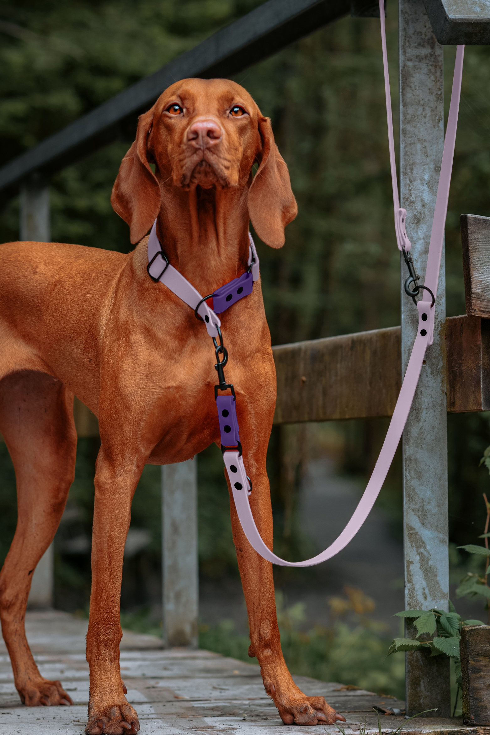 THE DOG IDEA Hundehalsbänder THE DOG IDEA Zugstopp Halsband Lavendel M