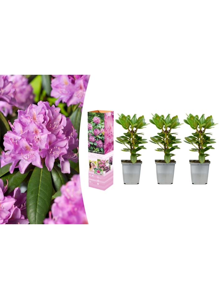 OH2 3er-Set: Rhododendron Roseum Elegans in Rosa günstig kaufen onesize