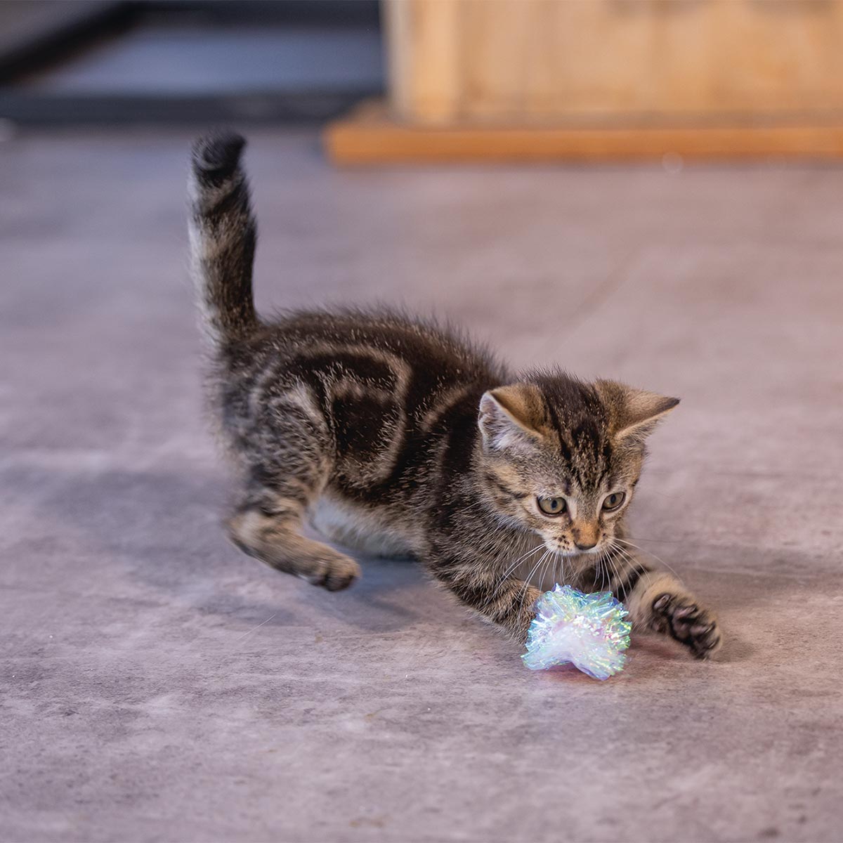 Beeztees Kitten Knister Bälle Evy 4 Stück kaufen